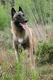 MALINOIS 535